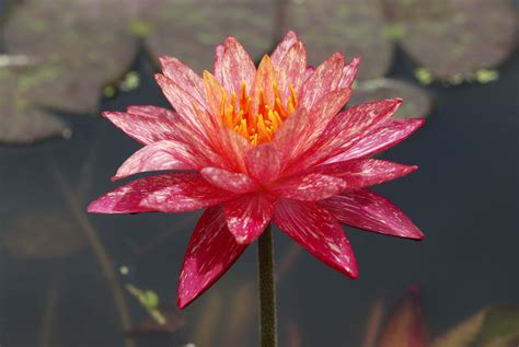 Check spelling or type a new query. Lotus Flower Symbolism in Different Religions And Cultures
