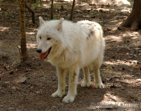 Canis Lupus Arctos North American Arctic Wolf Image
