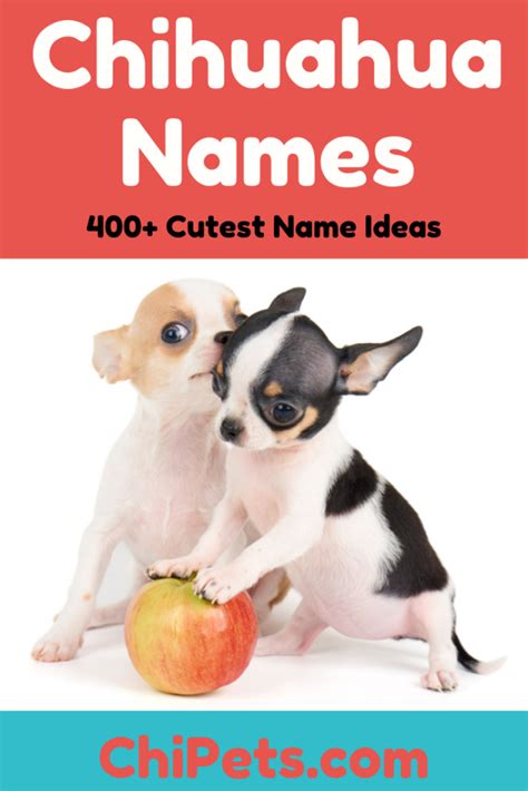 Over 400 Of The Cutest Female Chihuahua Names Chi Pets