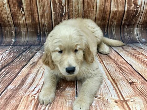 Contact las vegas golden retriever breeders near you using our free golden retriever breeder search tool below! Golden Retriever-DOG-Male-Golden-2866262-Petland Las Vegas, NV