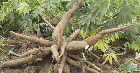 Authority Unveils Disease Resistant Cassava Variety Kenya News Agency