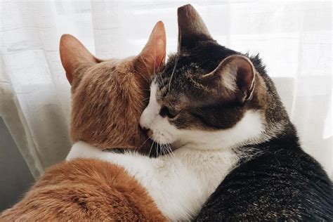 Rescued Cat Cant Stop Cuddling With Another Rescued Kitty Who Didnt