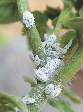 In addition, mealybugs create copious amounts of honeydew which make plant parts sticky, attracts ants, and provides a substrate for sooty mold. Chicago Northern Exposure: OH, THE DEVASTATION!!!!