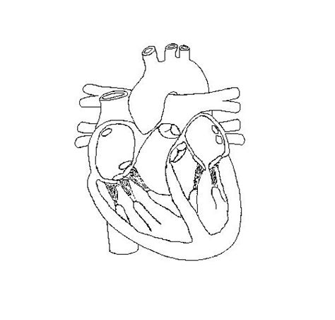 Human Heart Outline Drawing At Getdrawings Free Download