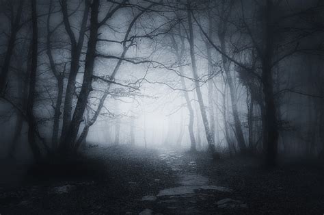 Path In Dark And Scary Forest Stock Photo Download Image Now Istock