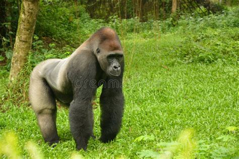 Gorilla Is The Largest Primate Species Originating From Tropical Forest