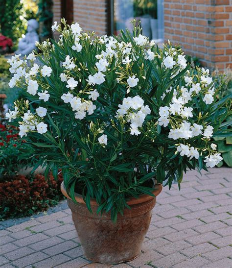 Learn more about oleander uses, effectiveness, possible side effects, interactions, dosage, user ratings and products that contain oleander. Oleander-Mix | Zomeraanbiedingen bij BALDUR- Nederland