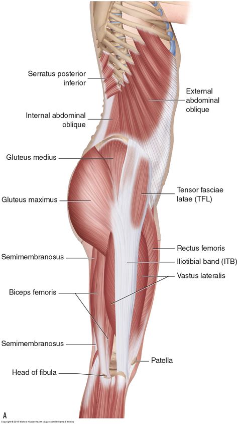 Learn how to identify, fix, and prevent them in this article. Muscles of the Pelvis