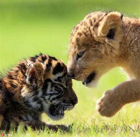 Heart Warming Cute Tiger And Lion Cubs Become Best Friends In Japanese Safari Park 6 People