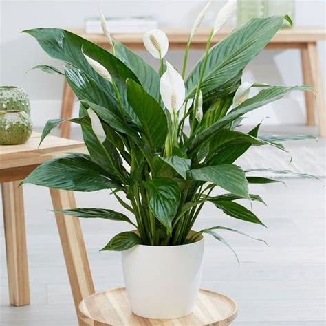 Piante dainterno con fiori rose : Piante Dainterno Con Fiori Rose : Piante succulente, le ...