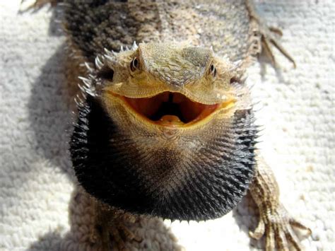 30 Surprising Bearded Dragon Facts Youd Never Imagined