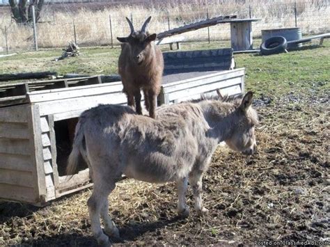 We also have a list of pygmy goat resources in ohio (state associations, extension programs, and more) that can help your. PYGMY GOAT FOR SALE - Price: 40.00 for sale in Sheboygan ...