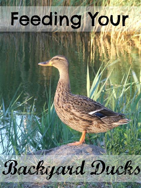 Backyard Ducks for Absolute Beginners | Backyard ducks, Chickens backyard, Pet ducks