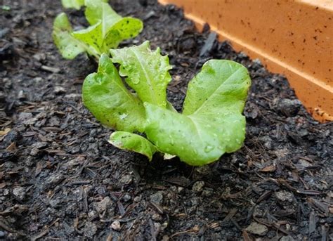 How To Grow Lettuce Indoors In 5 Easy Steps Bob Vila