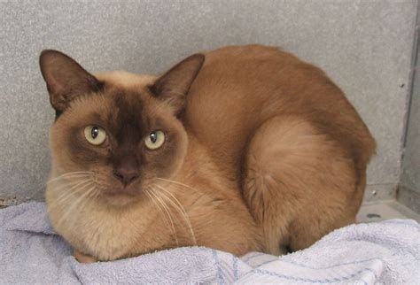 Are You Missing A Burmese Cat Animal Actionist