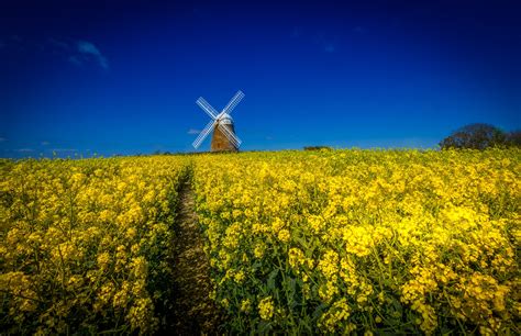 field, Flowers, Windmill, Landscape Wallpapers HD ...