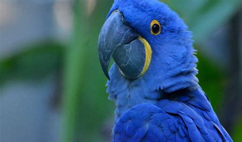 Blue Macaw Also Known As The Hyacinth Macaw