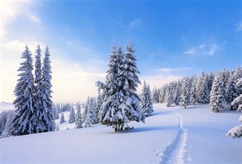 Best Snow Covered Pine Trees Stock Photos Pictures And Royalty Free