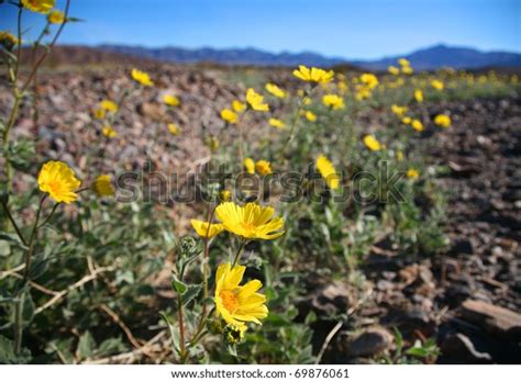 Death valley national park, one of the hottest places on earth, is experiencing a rare occurrence fit for the record books. Wildflowers Death Valley Stock Photo (Edit Now) 69876061