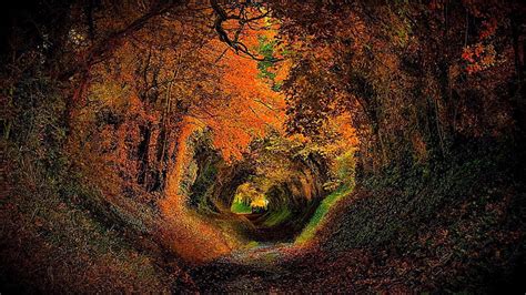 Hd Wallpaper Halnaker Tree Tunnel Europe Uk Gb United Kingdom