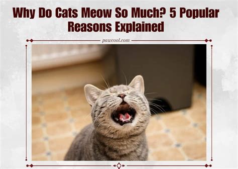 Why Do Cats Meow So Much 5 Popular Reasons Explained