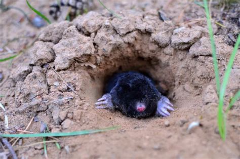 Why You Have Moles In Your Yard And How To Get Rid Of Them Pest Pointers