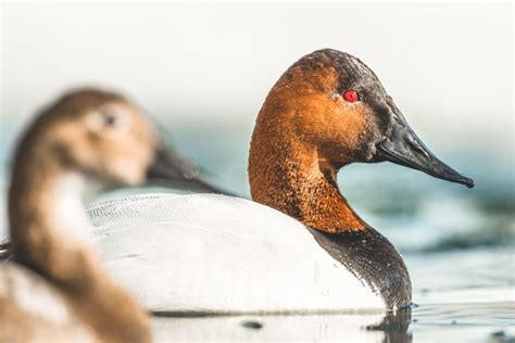 Canvasback A Waterfowl Species Profile Endless Migration