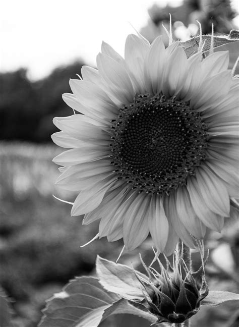 Sunflower By Vadzim Litvinau On 500px Sunflower Black And White