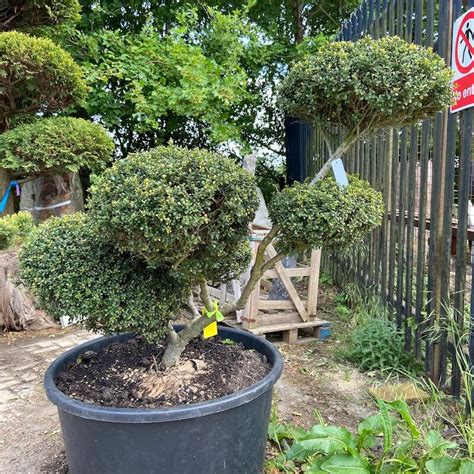 This shrub reaches around 5 to 6 feet tall and is known to heavily bear black fruit. 1 Ilex Crenata 'Convexa' - The Japanese Garden Centre