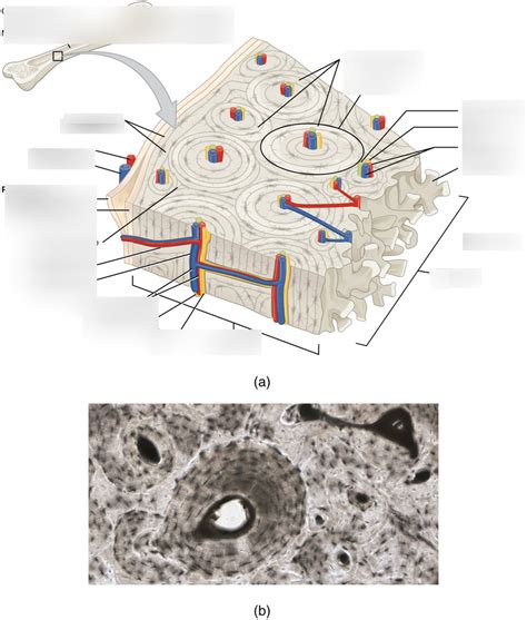 Microscopic Anatomy Of Compact Bone Diagram Quizlet