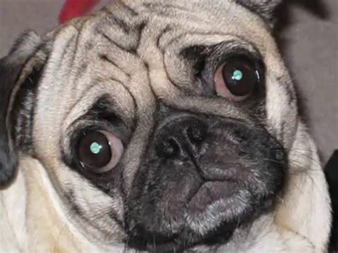 Continue to have regular training sessions, co. Fatty Patty Pug Growing Up - YouTube