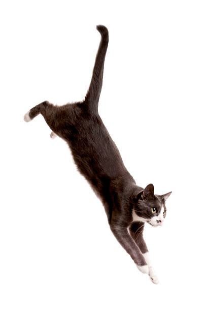 Cat Jumping Pictures Images And Stock Photos Istock
