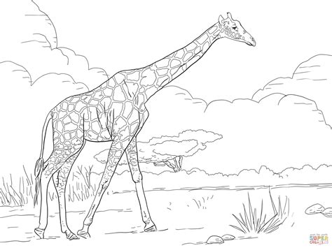 Reticulated Giraffe Coloring Page Free Printable Coloring Pages