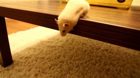 Crazy Hamster Falls Off Table Youtube