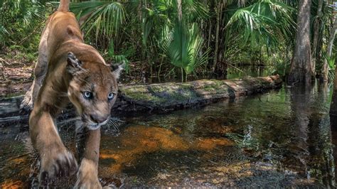 Once Nearly Extinct The Florida Panther Is Making A Comeback Mpr News