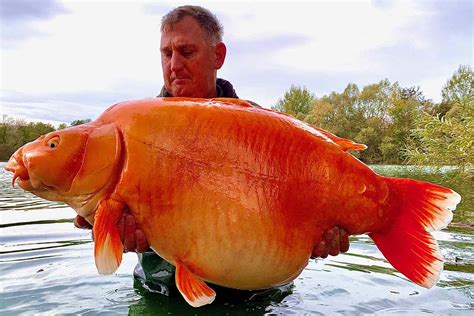 Giant Goldfish Weighing 67 Lbs Caught By Fisherman Digg