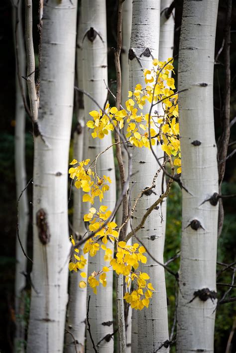 Trees Birch Branches Leaves Yellow Hd Phone Wallpaper Peakpx