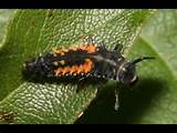 Photos of Wasp Larvae