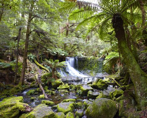 Buy Temperate Rainforest Falls -Tasmania Image Online - Print & Canvas 