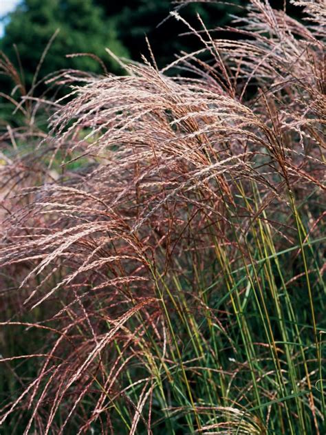 Miscanthus Grass Hgtv Gardens Presents Flowers Grasses And Trees With Spectacular Fall Colors
