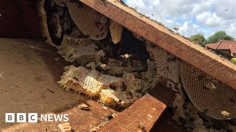 110000 Bees Removed From Cardiffs Rookwood Hospital Bbc News