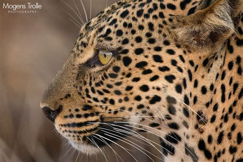 Leopard Profile Leopard Leopards Profile