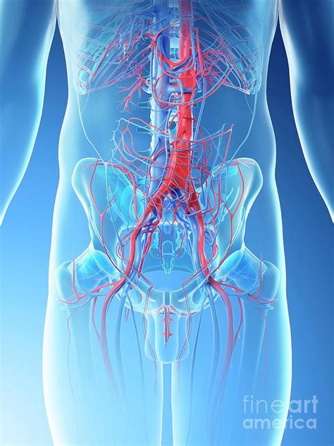 Between arteries and veins, there is a network of. Abdominal Blood Vessels Photograph by Sebastian Kaulitzki ...