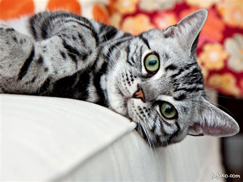 Check spelling or type a new query. American Shorthair - Raças de Gatos
