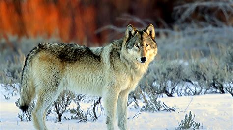 Wolf Endangered Species Ruling Defies Biology