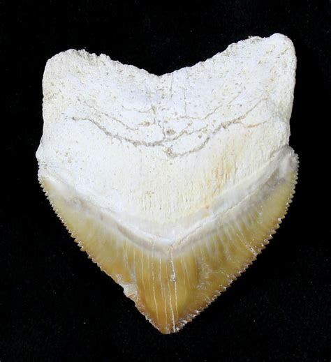 Large Squalicorax Crow Shark Fossil Tooth For Sale 19282