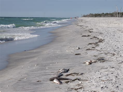 Red Tide Off Florida S Gulf Coast Finally Disappearing Npr