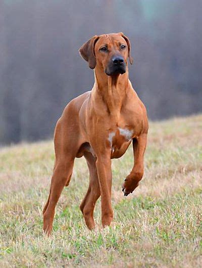 Everything About Your Rhodesian Ridgeback Luv My Dogs