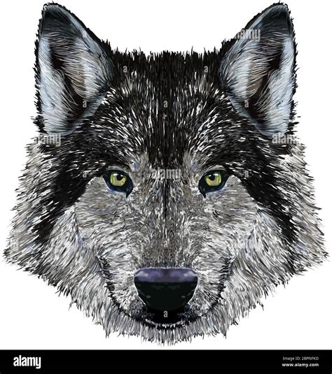 Artic Wolf Head Wild Animal Illustration Stock Photo Alamy