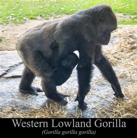 Western Lowland Gorilla With Baby Digital Art By Chris Flees